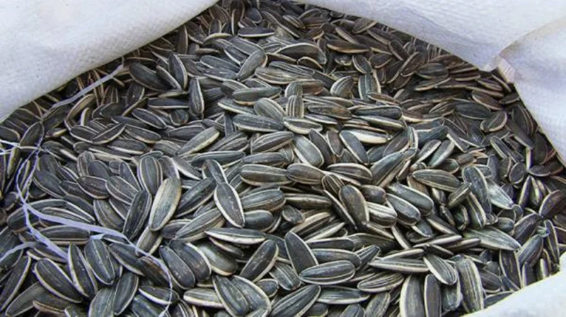 همه چیز درباره دستگاه کیسه پرکن تخمه